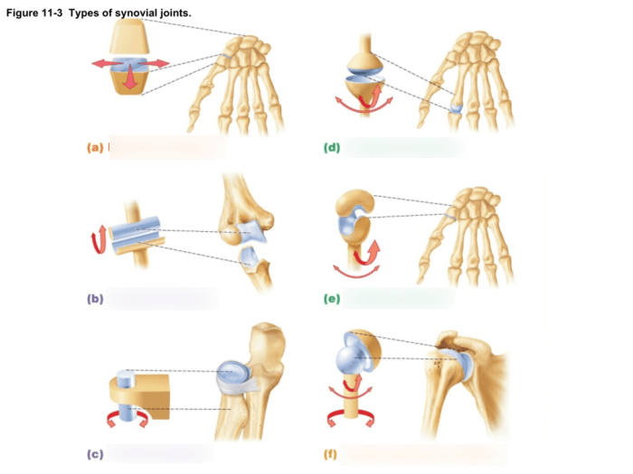 Drag the labels to identify synovial joints