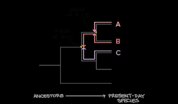 Phylogenetic tree pogil answers key