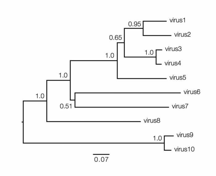 Phylogenetic tree pogil answers key