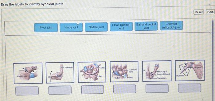 Drag the labels to identify synovial joints