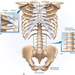 Drag the labels to identify synovial joints