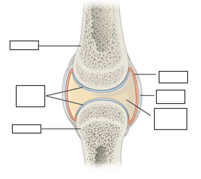 Drag the labels to identify synovial joints