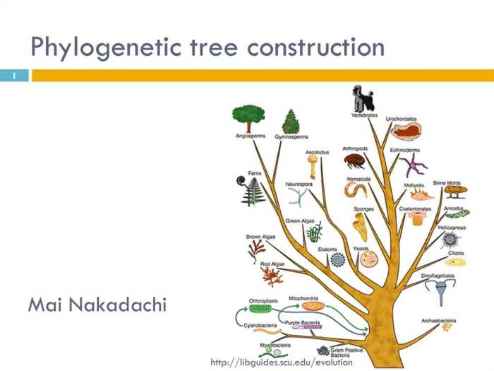 Tree phylogenetic closely questions answer based following solved taxa which transcribed problem text been show has