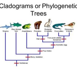 Phylogenetic tree pogil answers key