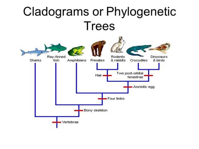 Phylogenetic tree pogil answers key