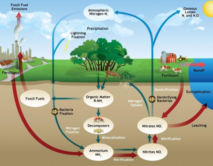 Nutrient cycling in the serengeti answer key