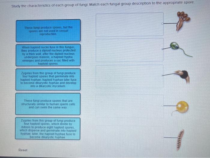 Match the fungal structure with its description