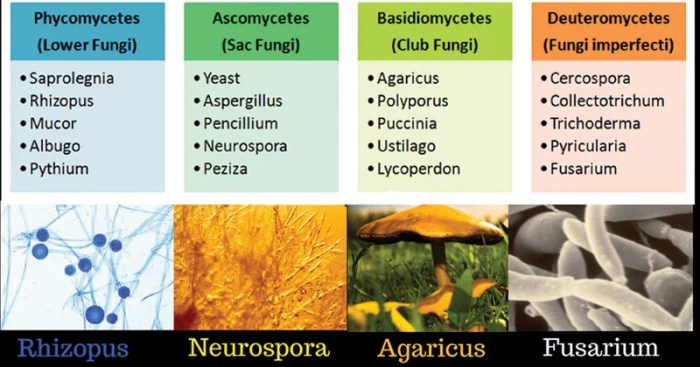 Match the fungal structure with its description