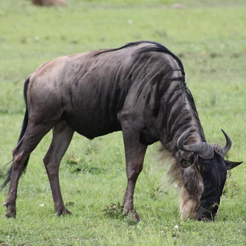 Nutrient cycling in the serengeti answer key