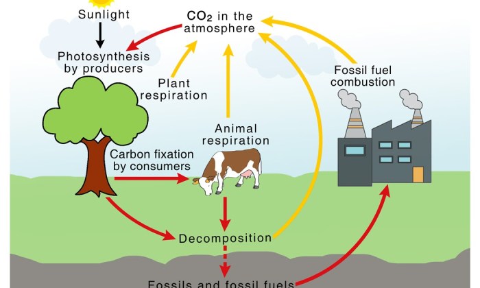 Nutrient cycling in the serengeti answer key